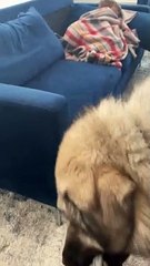 Giant Dog Lays Lovingly on His Friend