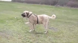 ANADOLU COBAN KOPEKLERi ile MERADA GEZENTi - ANATOLiAN SHEPHERD DOGS WALK