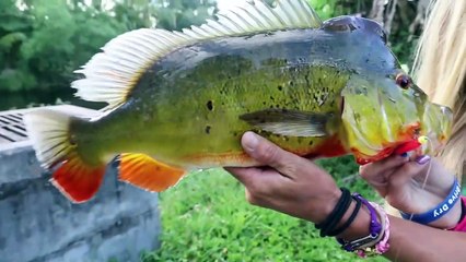 Exotic Amazonian Fish Species CAUGHT in my Backyard!