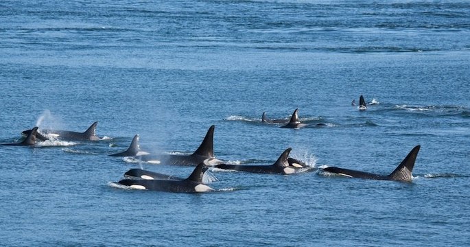 Espagne : des orques déclenchent des attaques ciblées contre des bateaux