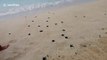 Newly-hatched olive ridley sea turtles walk into the sea in the Philippines