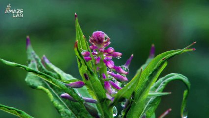 Astronomer Find Signs of Life in Venus’ Atmosphere