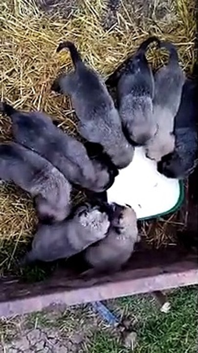 KARA KIRCIL KANGAL YAVRULARI SABAH KAHVALTISI - KANGAL DOG PUPPiES BREAKFAST