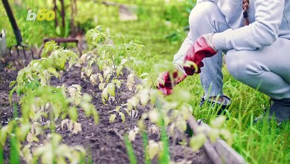 How to Get Rid of Your Weeds Once and For All