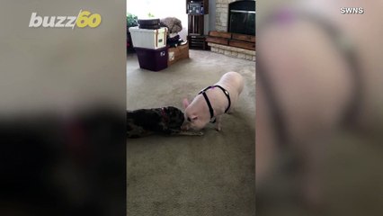 Adorable Video Shows Dog & Pig Make Quite the Cute Lockdown Couple!