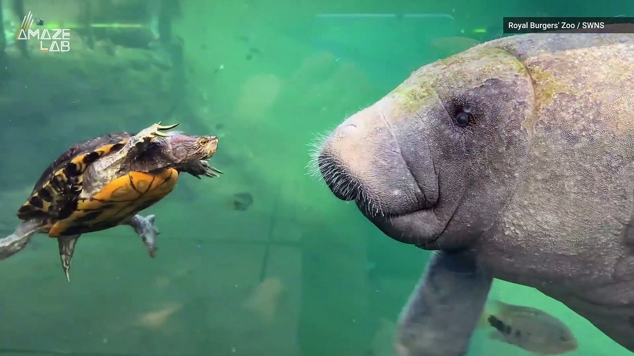Check Out This Territorial Turtle Adorably Try to Take on a Massive Manatee