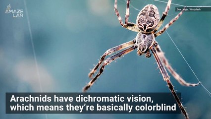 Spiders Are Drawn to this Specific Color More Than Any Other