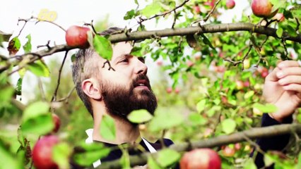 Apple Picking Tips You Desperately Need To Follow