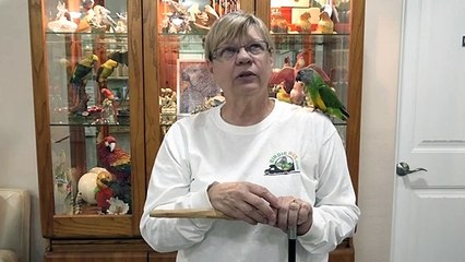 Senegal Parrot for Adoption at Ginger's Parrot Rescue - Tiko