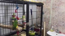 Happy Birds - Parrot Store in Moscow