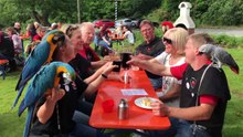 50  Parrots Visit Beer Garden in Germany
