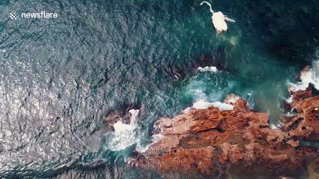 Dead whale attracts multiple great white sharks off Australian coast