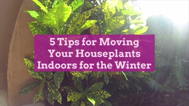 5 Tips for Moving Your Houseplants Indoors for the Winter