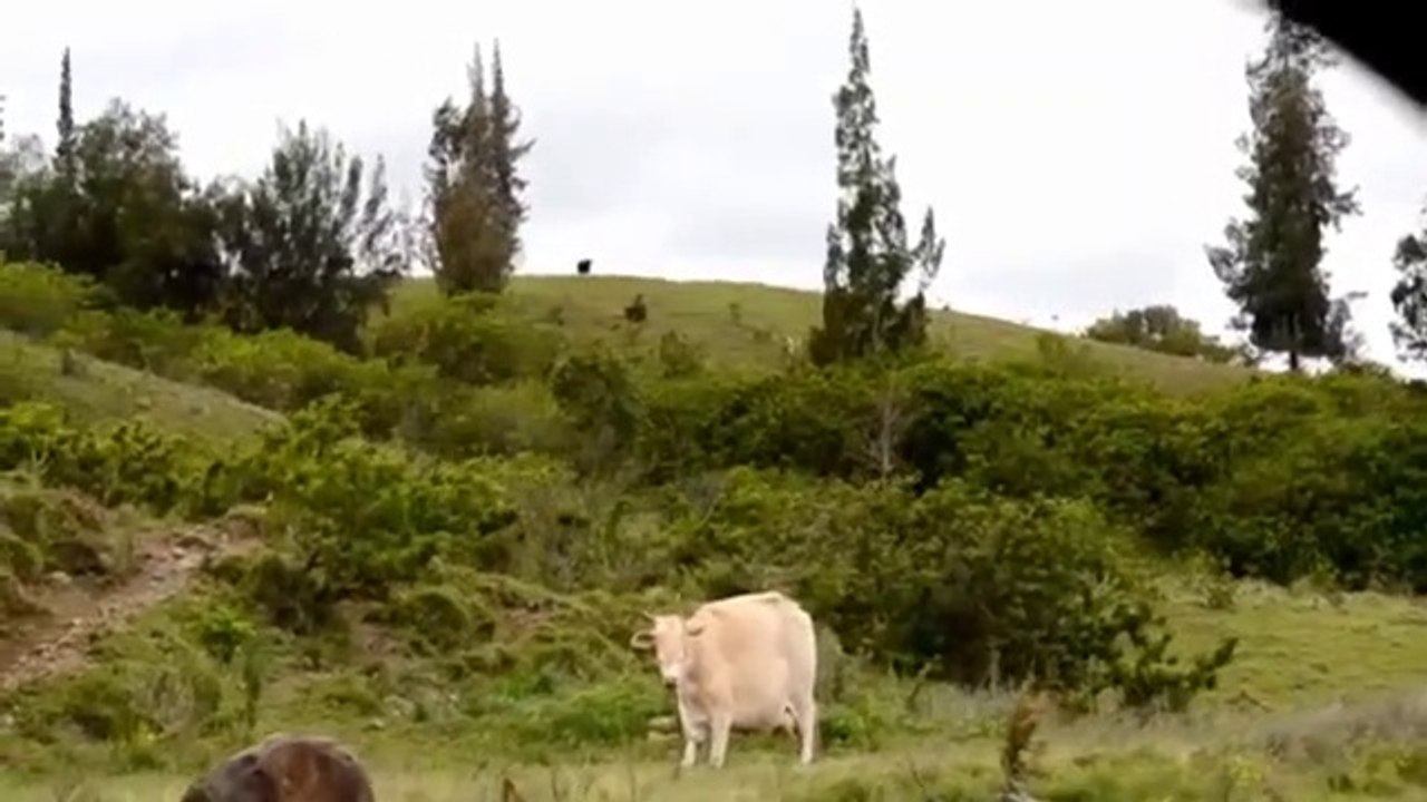 Mad Cow Disease California April 24 2012 Possible Outbreak or Government Hybrids_