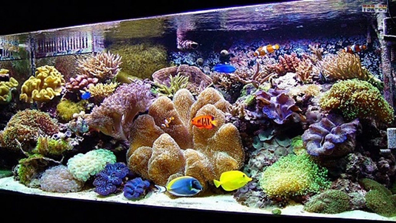 Beautiful Home Aquarium Design Ideas