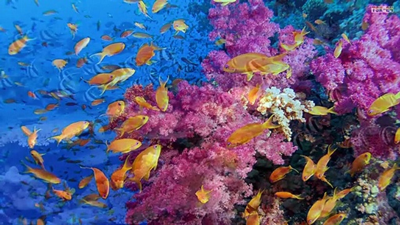 World’s Most Beautiful Fish