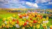 The Most Beautiful Flower Fields in the World