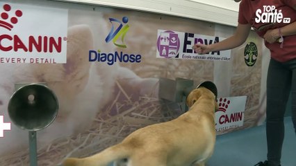 Covid-19 : A la rencontre des chiens renifleurs