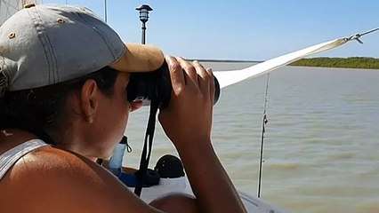 Humpback whales trapped in NT river