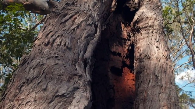 Aboriginal sites could be destroyed by dam extension, document shows
