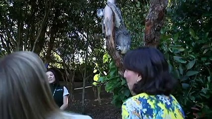 NSW Nationals wage war against Liberal counterparts