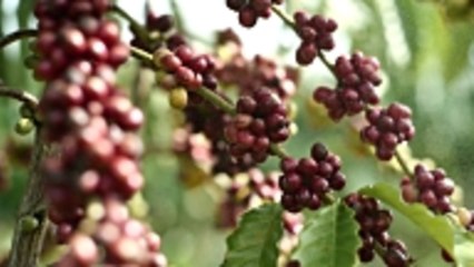 How Much Coffee Is Too Much?