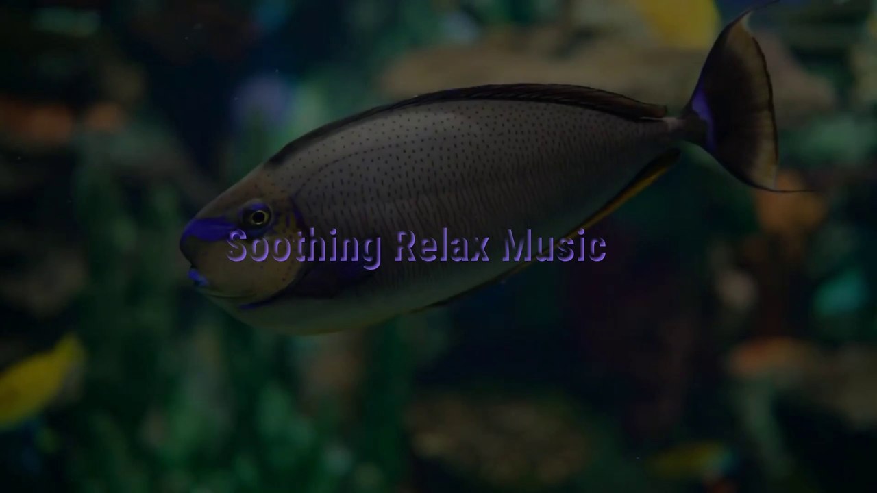 Aquarium for Relaxation I Relaxing Oceanscapes - Sleep Meditation