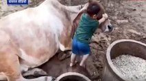 Toddler plays with cow, video goes viral