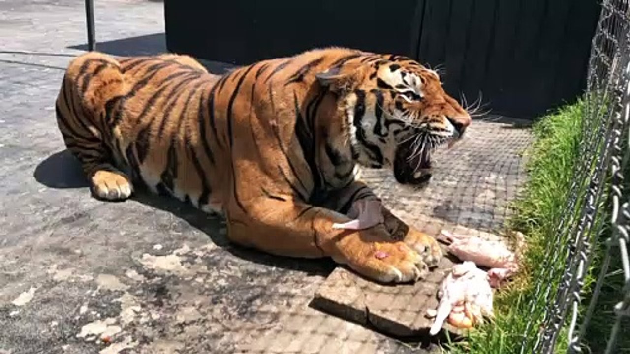 Ne pas déranger un tigre qui mange... Dangereux