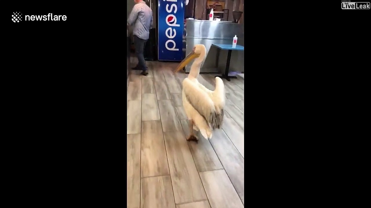 Ce pélican entre au restaurant pour demander à manger... logique