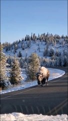 Des touristes croisent un bison couvert de neige dans le parc Yellowstone