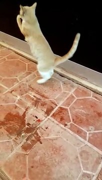 Cat Plays With Fish Kedi Balıkla Oynuyor