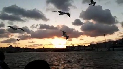 Martılar uçuyor Martı Yarışı Seagulls Cruise Ship Race