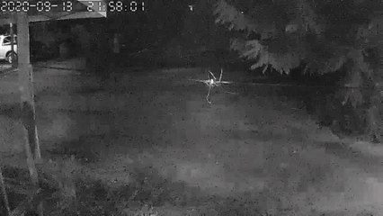 Elephant Charges Man With a Flashlight