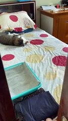 Cat's Playing Behind Doors Get Caught