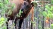 Bull Elk in the Rut Rubbing Antlers on Trees