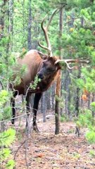 Bull Elk in the Rut Rubbing Antlers on Trees