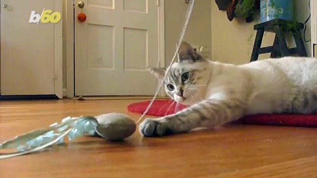 Here’s What to Avoid When Buying Toys for Your Furry One!