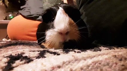 CAVIA PORCELLUS PARSLEY 20191017_120848