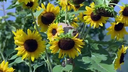 En Ardèche, l'agroécologie attire des citadins en quête de changement