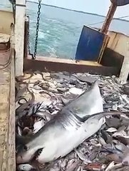 Ils pensent remonter un filet de sardines et se retrouvent avec un grand requin blanc