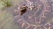 Cet américain découvre un énorme python sur le bord de la route en Floride