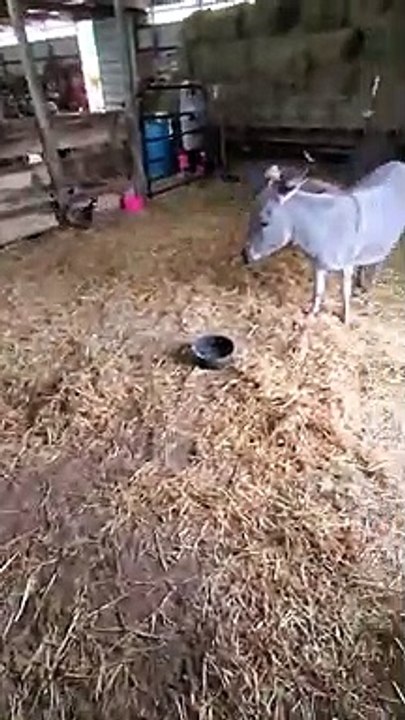 Ce bébé âne qui vient de naître se dégourdit les pattes