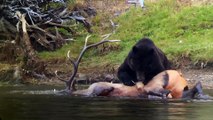 Grizzly Bear Drags Bull Elk to Shore for a Feast