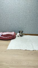 Puppy Takes Carpet to Take Cover
