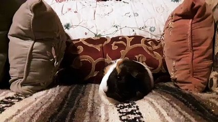 CAVIA PORCELLUS TURMERIC 20191017_121001