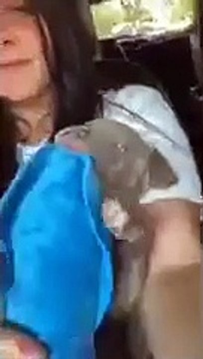 Cutest little blue nose pitbull puppy-teething!  Fun times fun times