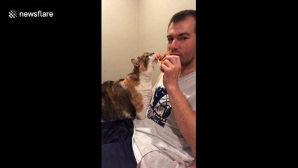 Cat's eat pizza, too