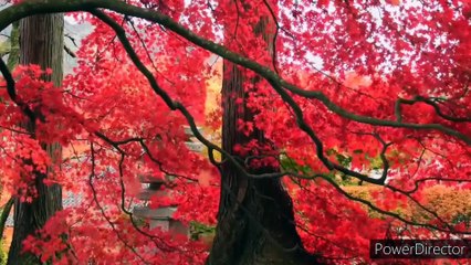 ALLAH hu Allah ♥||●heart touching naat●||❤