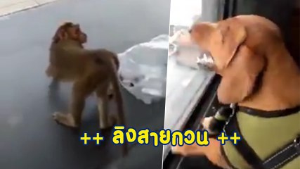 อย่างจี้ !! ลิงสายกวน.. ตดแกล้งหมา เรื่องยั่วโมโหไว้ใจโผ้มมม